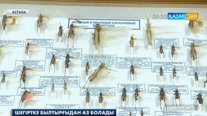 Еліміздегі методикалық орталық 1 миллион 800 мың га алқапқа шегіртке қоныстанады деген болжам жасады