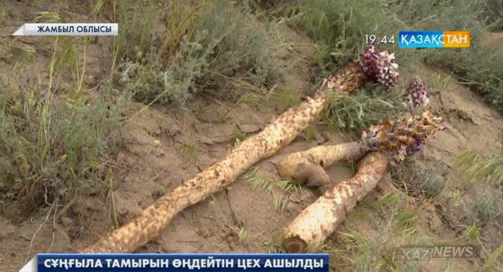 Сұңғыла тамырын өңдейтін цех ашылды