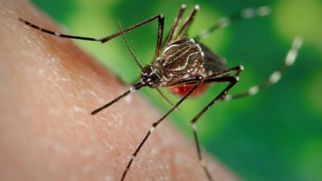 В Казахстане зарегистрированы случаи завоза лихорадки Денге